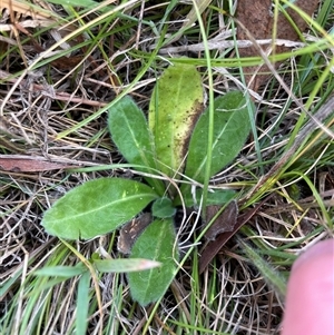 Unverified Plant at Tennent, ACT - 8 May 2025 by JamesVandersteen