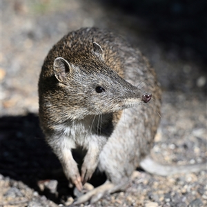 Isoodon obesulus obesulus (Southern Brown Bandicoot) at Paddys River, ACT - 9 May 2025 by davidcunninghamwildlife