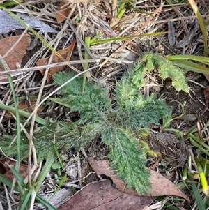 Cirsium vulgare at Tennent, ACT - 8 May 2025 by JamesVandersteen