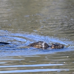 Hydromys chrysogaster (Rakali or Water Rat) at Kambah, ACT - 9 May 2025 by davidcunninghamwildlife