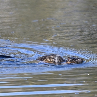 Hydromys chrysogaster (Rakali or Water Rat) at Kambah, ACT - 9 May 2025 by davidcunninghamwildlife