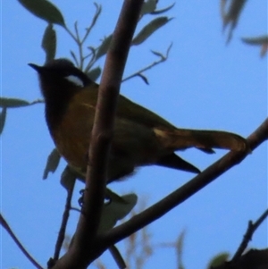 Nesoptilotis leucotis at Aranda, ACT - Today by lbradley