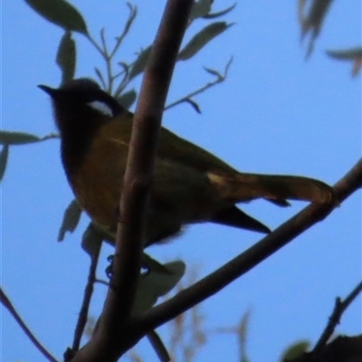 Nesoptilotis leucotis (White-eared Honeyeater) at Aranda, ACT - 11 May 2025 by lbradley