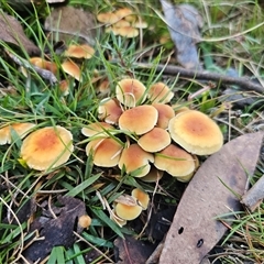 Hypholoma sp. at Tharwa, ACT - Yesterday by Csteele4