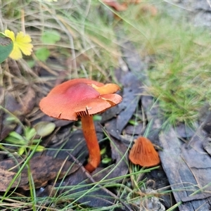 Cortinarius persplendidus at Tharwa, ACT - Today by Csteele4