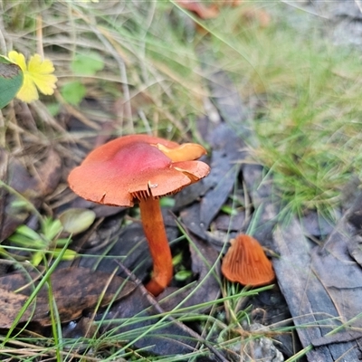 Cortinarius persplendidus at Tharwa, ACT - Yesterday by Csteele4