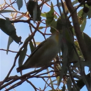 Pardalotus striatus at Aranda, ACT - Today by lbradley