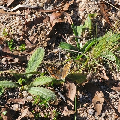 Junonia villida (Meadow Argus) at Jerangle, NSW - 9 May 2025 by Csteele4