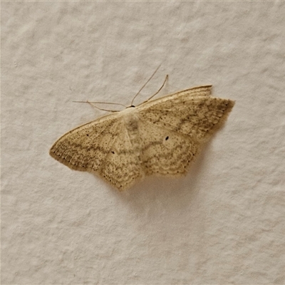 Scopula perlata (Cream Wave) at Braidwood, NSW - Yesterday by MatthewFrawley