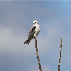 Elanus axillaris (Black-shouldered Kite) at Fyshwick, ACT - Yesterday by RodDeb
