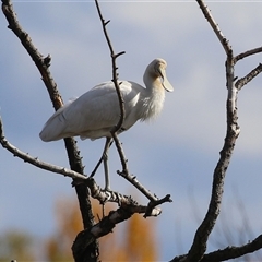 Platalea flavipes (Yellow-billed Spoonbill) at Fyshwick, ACT - Yesterday by RodDeb