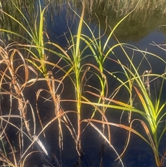 Bolboschoenus fluviatilis (Marsh Club-rush) at Dalton, NSW - 10 May 2025 by JaneR