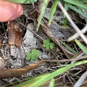 Oxalis sp. at Rendezvous Creek, ACT - 8 May 2025 by JamesVandersteen