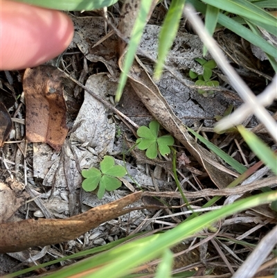 Oxalis sp. (Wood Sorrel) at Rendezvous Creek, ACT - 8 May 2025 by JamesVandersteen