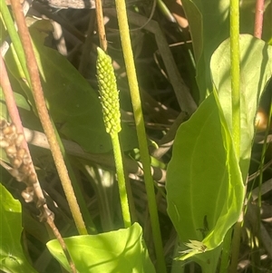Plantago major at Dalton, NSW - Yesterday by JaneR