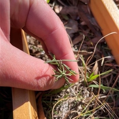 Cassinia sp. (Cassinia) at Rendezvous Creek, ACT - 8 May 2025 by JamesVandersteen