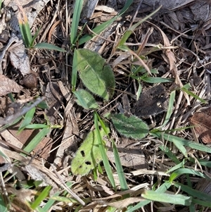 Unverified Plant at Rendezvous Creek, ACT - 8 May 2025 by JamesVandersteen