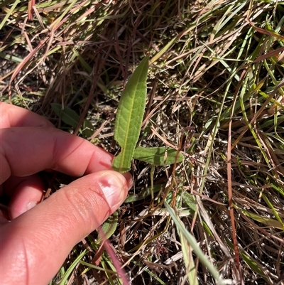 Rumex brownii (Slender Dock) at Rendezvous Creek, ACT - 8 May 2025 by JamesVandersteen