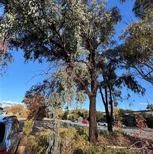 Eucalyptus bridgesiana at Weston, ACT - Today by Hejor1