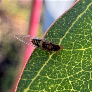 Glycaspis sp. (genus) at Weston, ACT - Today by Hejor1
