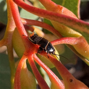 Ellipsidion australe at Weston, ACT - Today by Hejor1