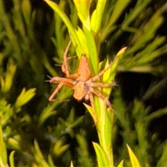 Oxyopes sp. (genus) (Lynx spider) at Weston, ACT - Yesterday by Hejor1