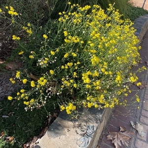 Unverified Other Wildflower or Herb at Nicholls, ACT - Today by brunonia