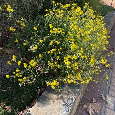 Senecio madagascariensis (Madagascan Fireweed, Fireweed) at Nicholls, ACT - 11 May 2025 by brunonia