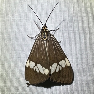 Nyctemera baulus at Arakoon, NSW - Yesterday by Pirom