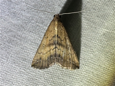 Progonia umbrifera (A Litter moth (Herminiinae) at Arakoon, NSW - 7 May 2025 by Pirom