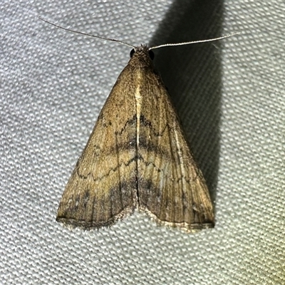 Progonia umbrifera (A Litter moth (Herminiinae) at Arakoon, NSW - 7 May 2025 by Pirom