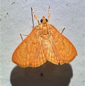 Hyalobathra miniosalis at Arakoon, NSW - 6 May 2025 by Pirom