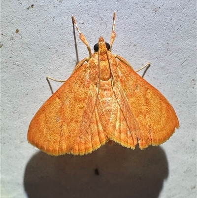 Hyalobathra miniosalis (A Crambid moth (Pyraustinae) at Arakoon, NSW - 6 May 2025 by Pirom