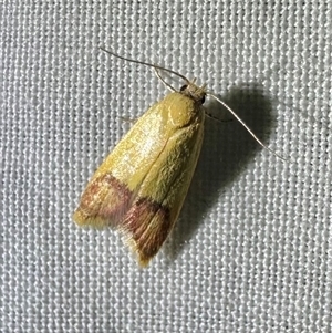 Tachystola (genus) at Arakoon, NSW - 7 May 2025 by Pirom