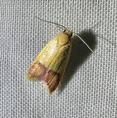 Tachystola thiasotis (A Concealer moth (Chezala group) at Arakoon, NSW - 7 May 2025 by Pirom