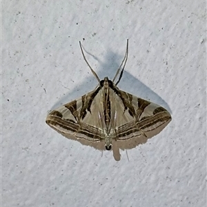 Agrioglypta excelsalis (A Crambid moth (Spilomelinae) at Arakoon, NSW - 6 May 2025 by Pirom