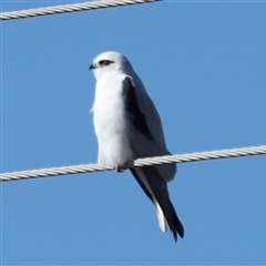 Elanus axillaris (Black-shouldered Kite) at Cootralantra, NSW - 10 May 2025 by MandyandScott