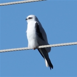 Elanus axillaris at Cootralantra, NSW - Yesterday by MandyandScott