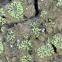 Riccia duplex var. megaspora at Broadway, NSW - 10 May 2025 by JaneR