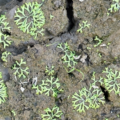 Riccia duplex var. megaspora at Broadway, NSW - 10 May 2025 by JaneR