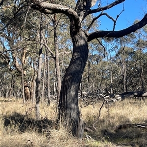 Eucalyptus globulus subsp. bicostata at Broadway, NSW - 10 May 2025 by JaneR