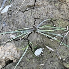 Cycnogeton sp. (Water Ribbons) at Broadway, NSW - 10 May 2025 by JaneR