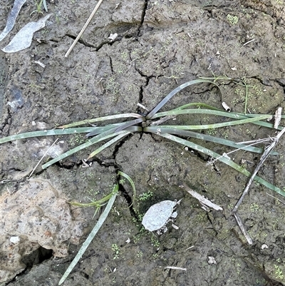 Cycnogeton sp. (Water Ribbons) at Broadway, NSW - 10 May 2025 by JaneR