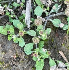 Centipeda minima subsp. minima (Spreading Sneezeweed) at Broadway, NSW - 10 May 2025 by JaneR