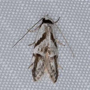 Oxythecta lygrosema at Melba, ACT - 9 May 2025 by kasiaaus