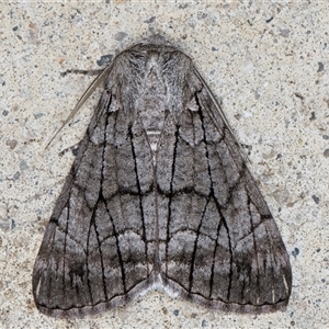 Stibaroma (genus) at Melba, ACT - 9 May 2025 by kasiaaus