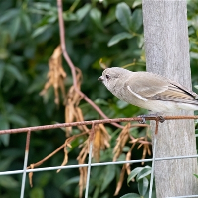 Pachycephala pectoralis (Golden Whistler) at Higgins, ACT - 11 May 2025 by Untidy