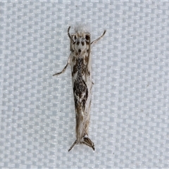Erechthias mystacinella (Tineidae) at Melba, ACT - 10 May 2025 by kasiaaus