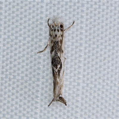 Erechthias mystacinella (Tineidae) at Melba, ACT - 10 May 2025 by kasiaaus