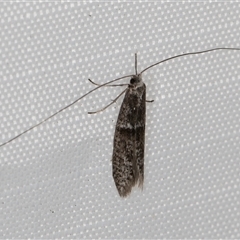 Ceromitia iolampra (A Fairy moth) at Melba, ACT - 7 May 2025 by kasiaaus